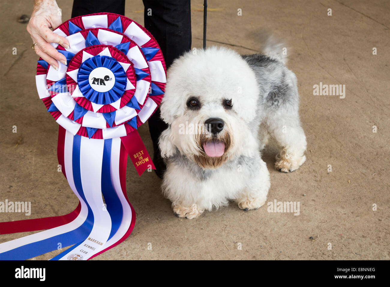 Dandie Dinmont Terrier with his Best In Show Ribbon at Markham Kennel Club Dog Show Stock Photo