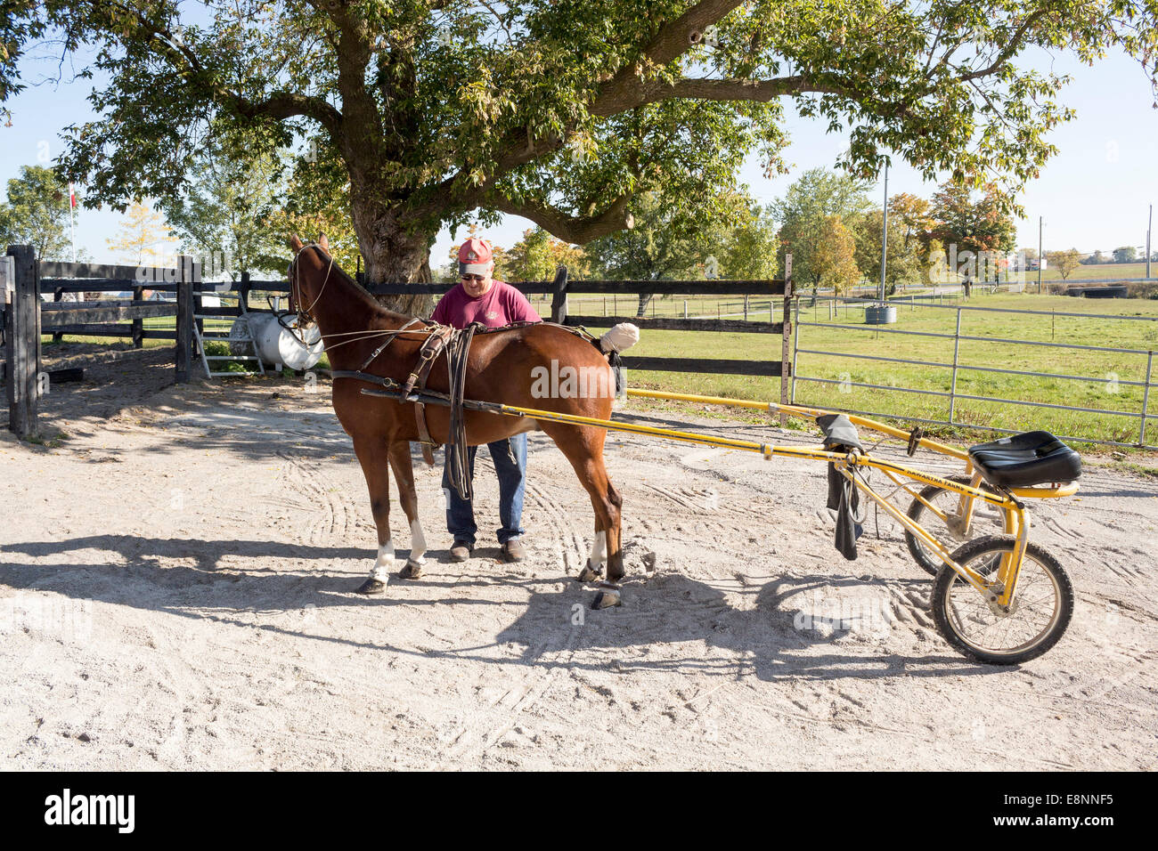 Man putting harness on a hackney pony Stock Photo Alamy