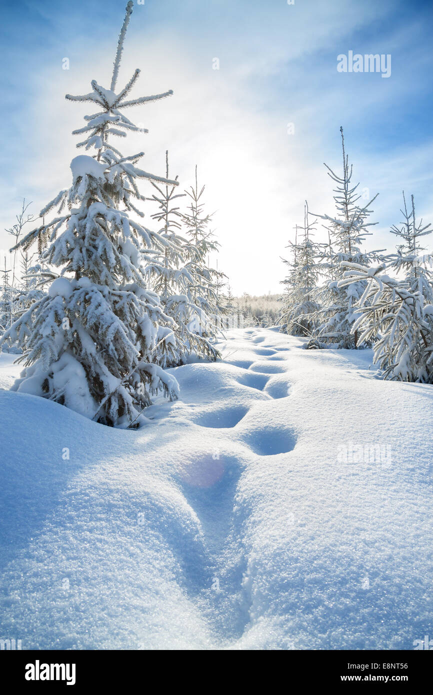 beautiful winter landscape with the forest and blue sky Stock Photo - Alamy