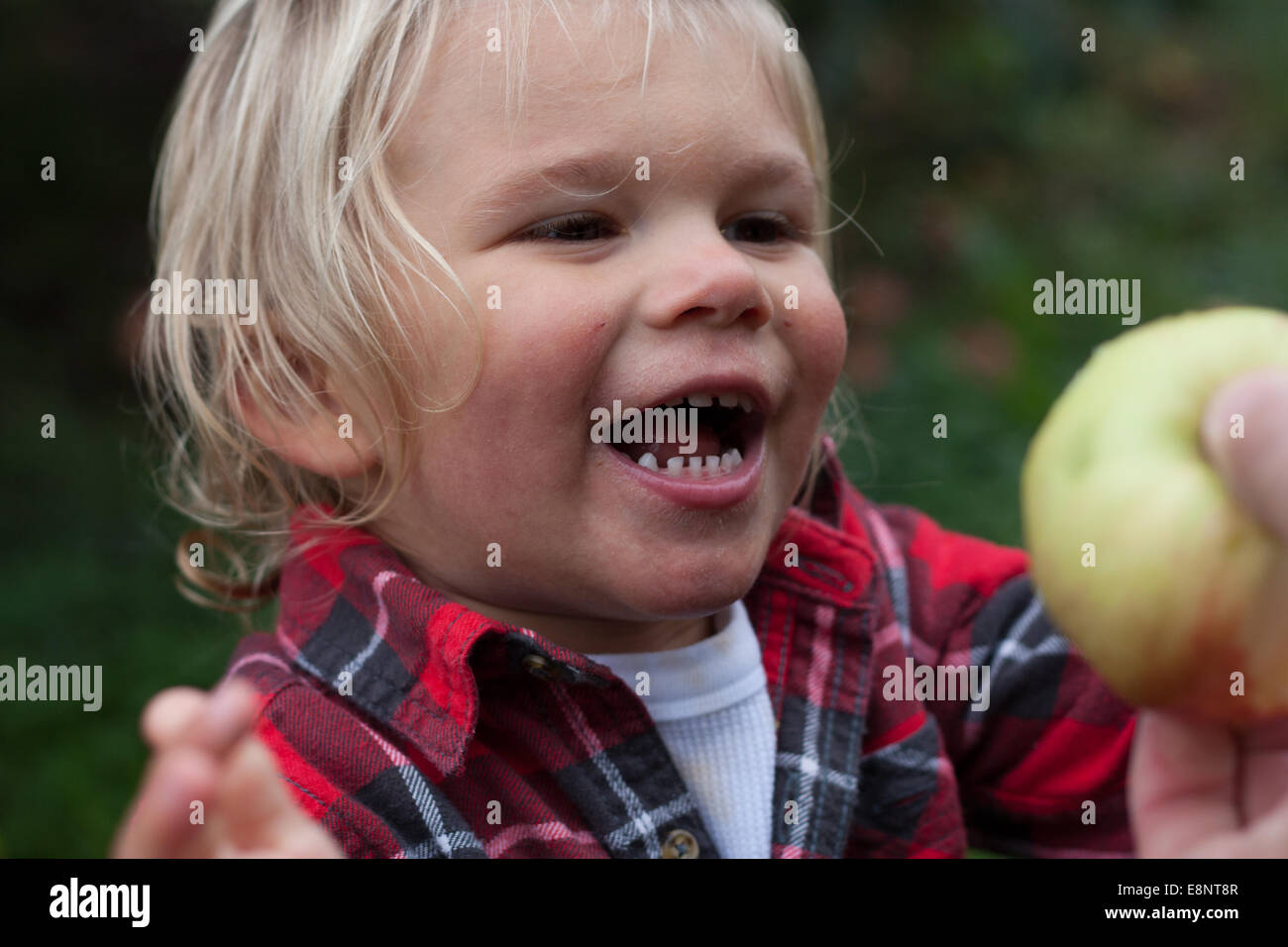 Toddler boy picking apples Stock Photo