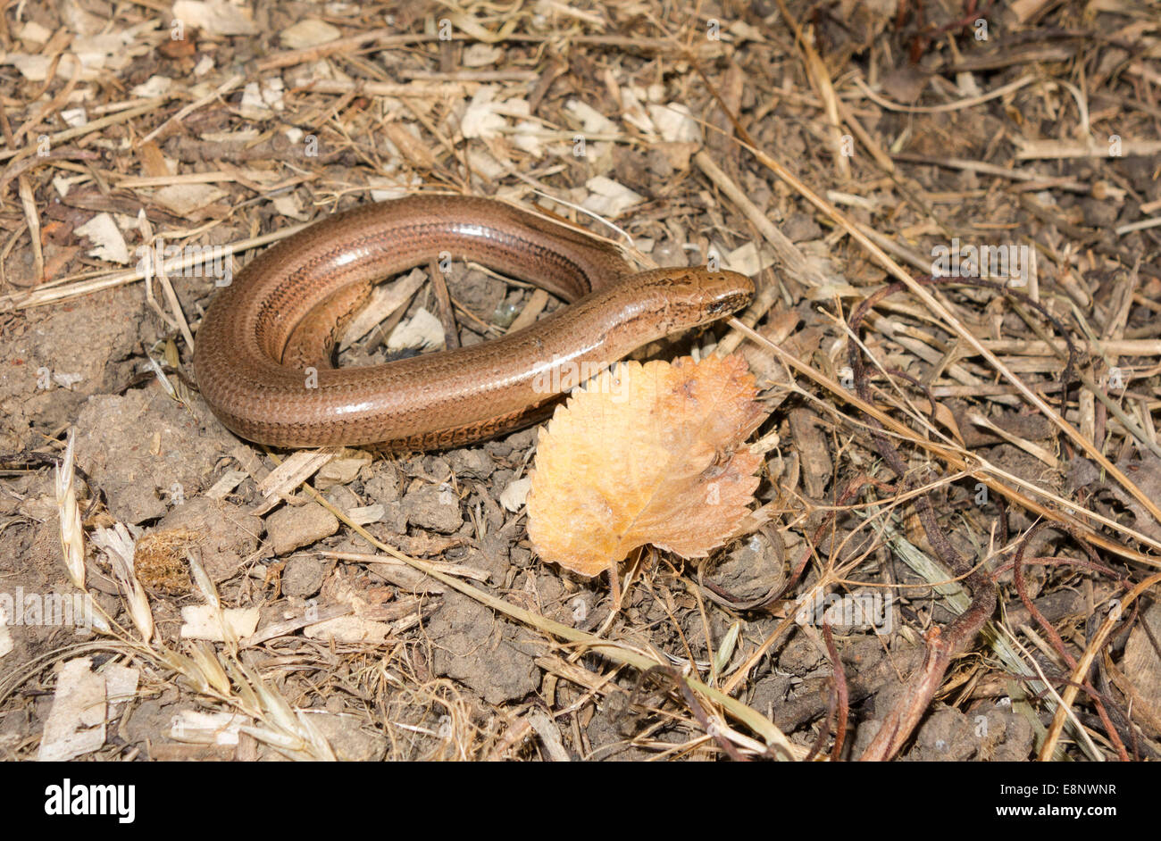Coiled Slow Worm (Anguis fragilis) on a Nature reserve in the Herefordshire countryside Stock Photo