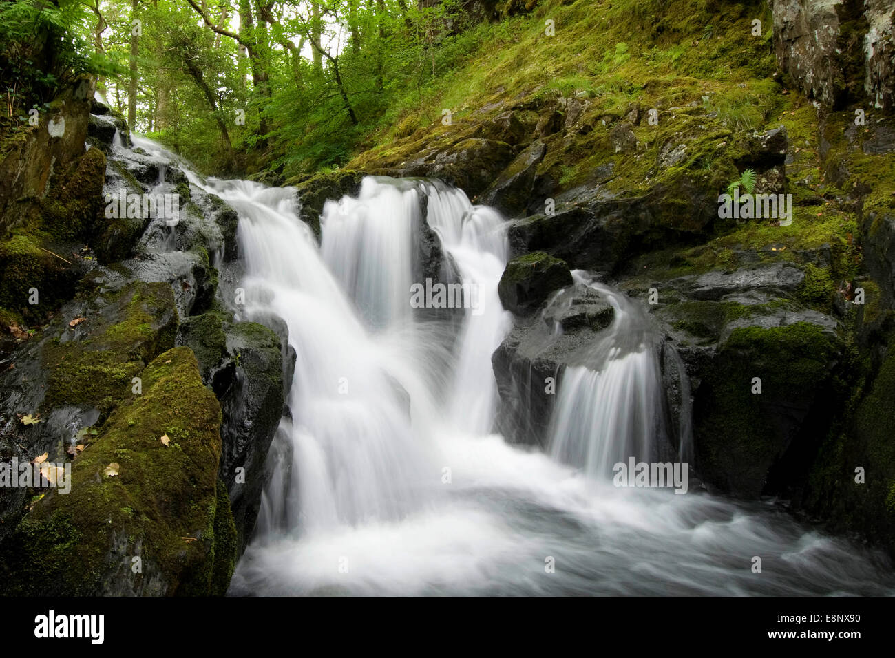 One of the waterfalls on a woodland walk in North Wales. Stock Photo