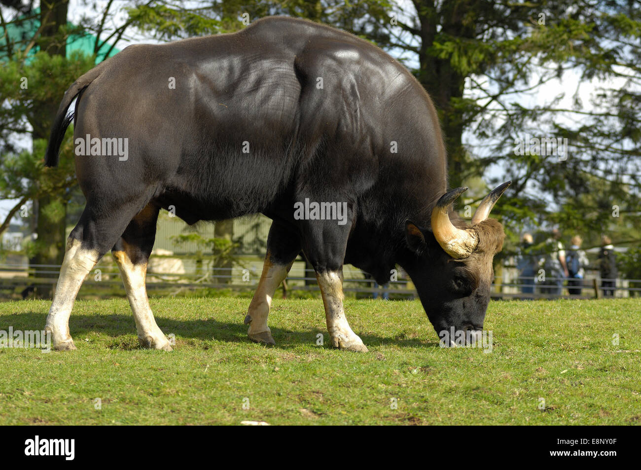 Gaur (Bos gaurus), Indian bison at ZSL Whipsnade Zoo, Bedfordshire, UK ...