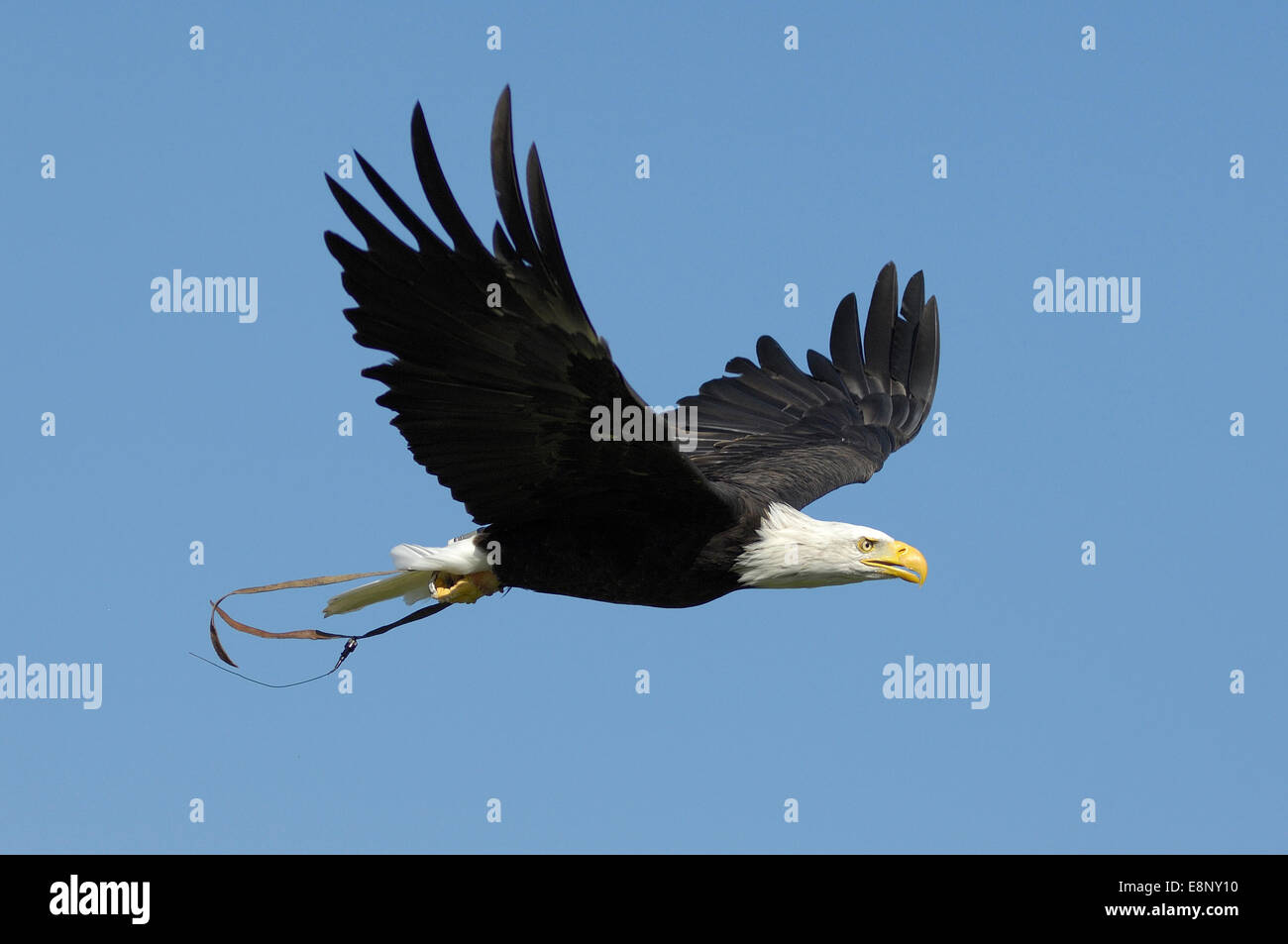 Bald eagle Haliaeetus leucocephalus in flight Stock Photo - Alamy