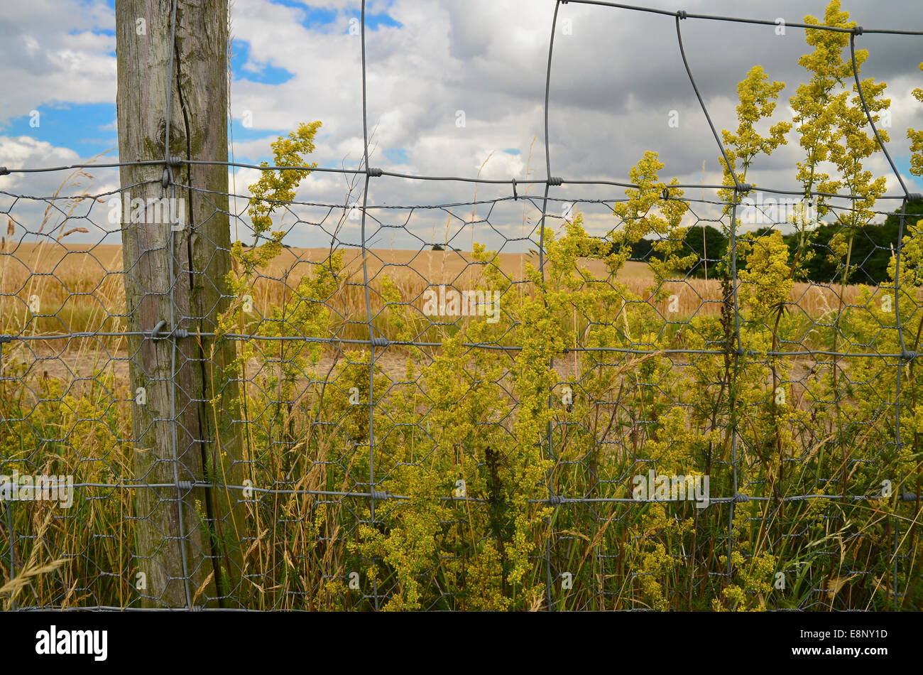 Fence post flowers hires stock photography and images Alamy