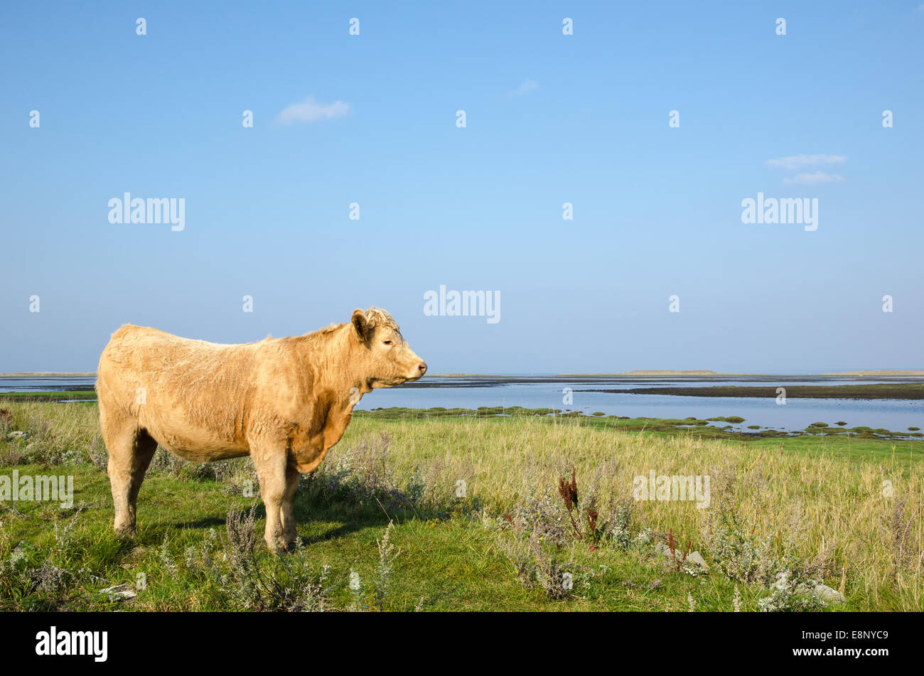 Beautiful sunlit cow watching the view by a coastal pasture land Stock Photo
