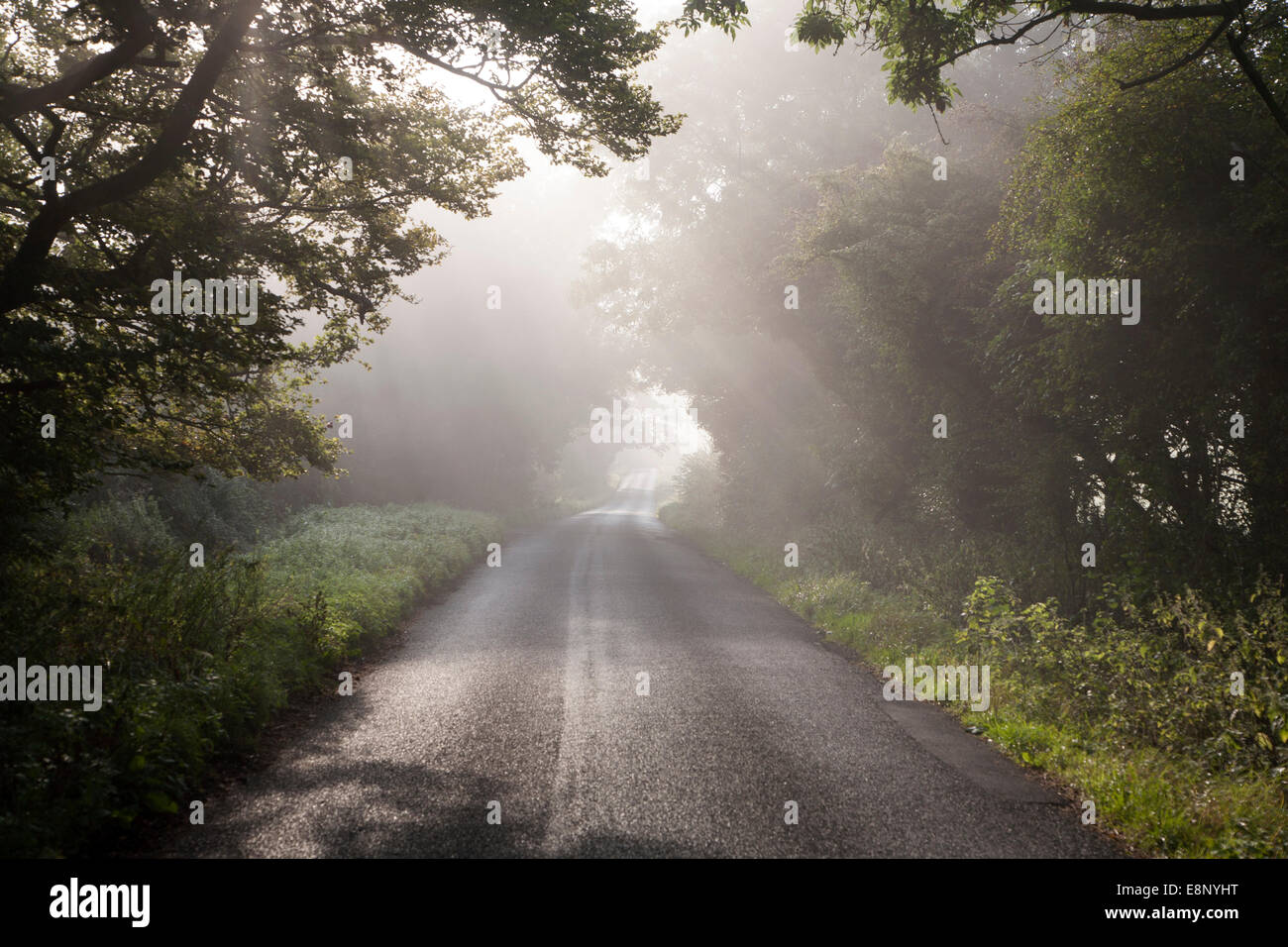 Misty autumn morning with trees lining quiet country road at Compton Bassett, near Calne, Wiltshire, England, UK Stock Photo