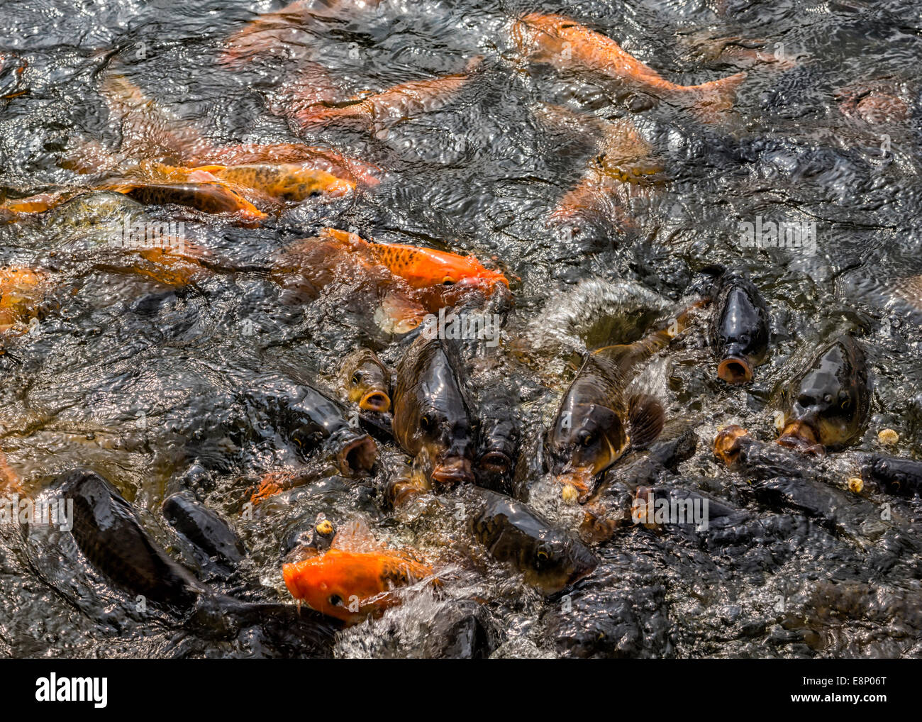 Close up of gluttonous fish tumbling over each other because they expect food. Stock Photo