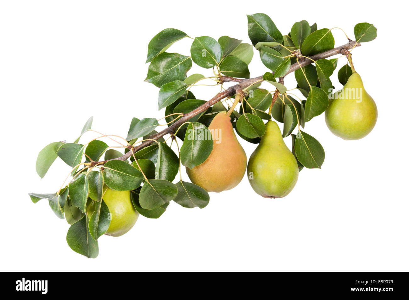 Juicy Pears On A Branch With Leaves Isolated On White Background Stock Photo