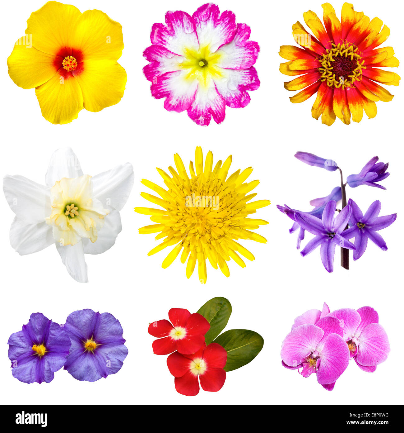 Colorful Flowers Cutouts Stock Photo