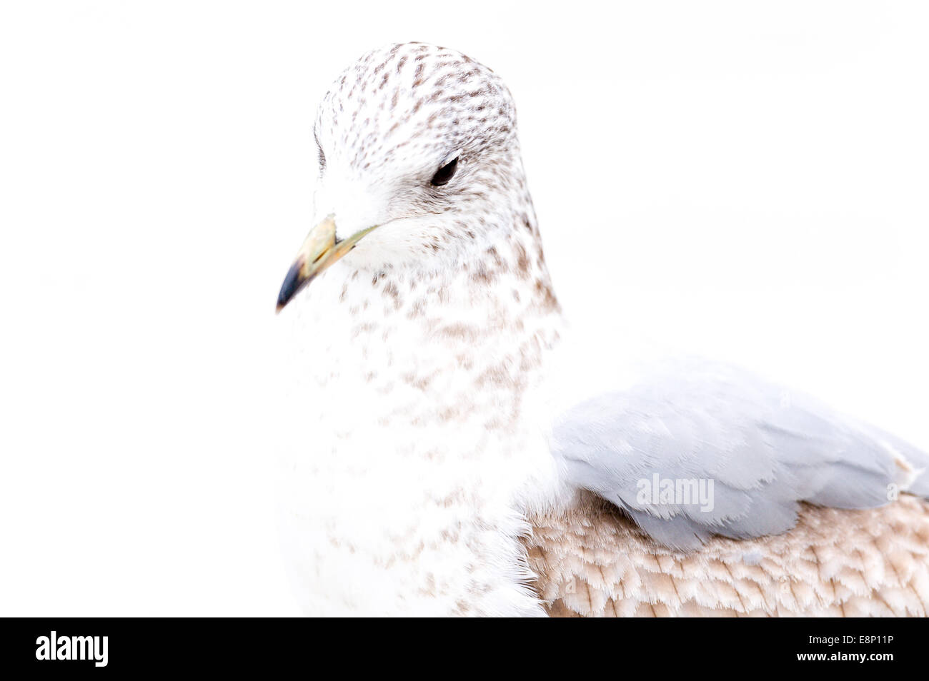 Norway, Stavanger. Young Common Gull. Stock Photo