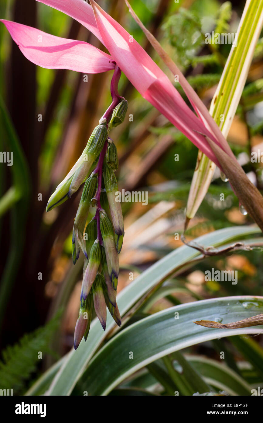 Dangling flowers emerge from the pink bracts of the half-hardy bromeliad, Billbergia nutans 'Variegata' Stock Photo