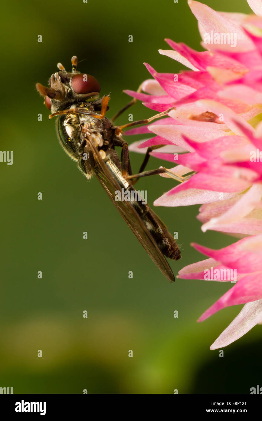 Preening behaviour of a small UK hoverfly, Platycheirus albimanus Stock Photo