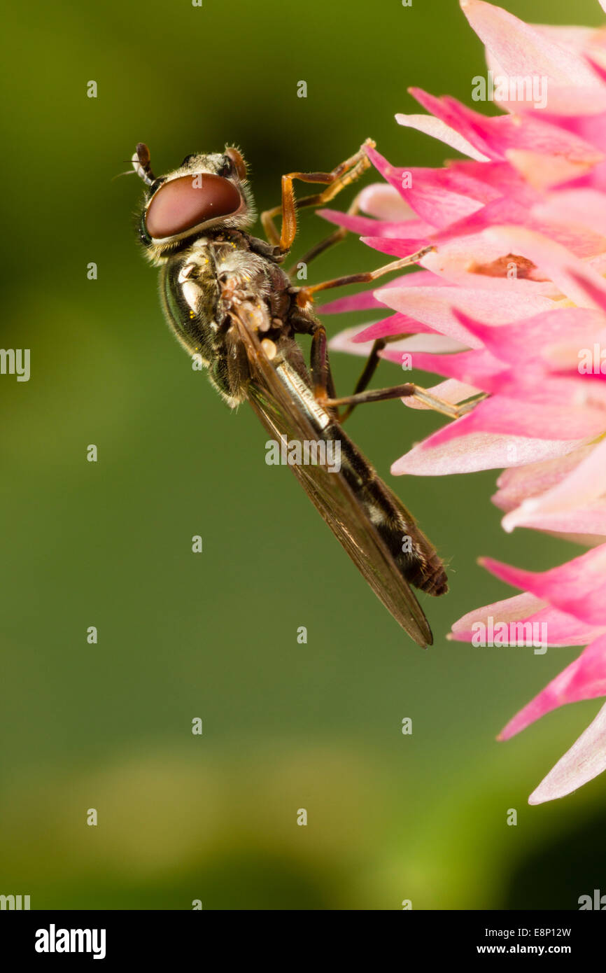 Preening behaviour of a small UK hoverfly, Platycheirus albimanus Stock Photo