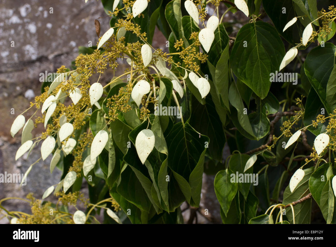 White bracts advertise the small fertile flowers of the evergreen climber, Schizophragma integrifolium Stock Photo