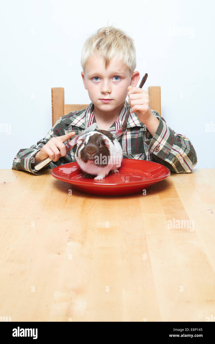 Child blond boy sitting at the table getting ready to eat with cutlery guinea pig (raw meat) sitting on a red plate Stock Photo