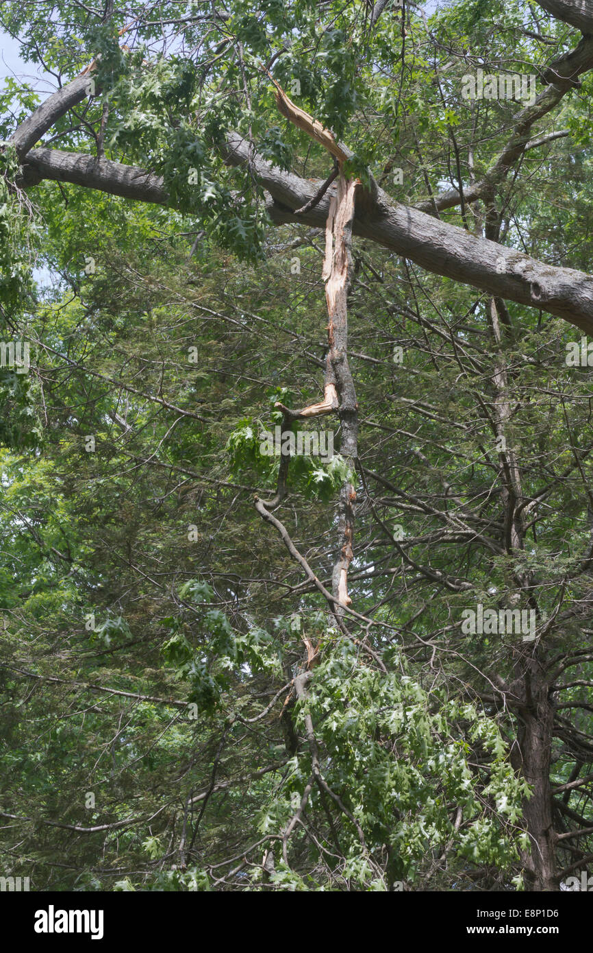 A broken tree branch, called a 'widow maker' dangles precariously from a large, lightning struck oak tree Stock Photo