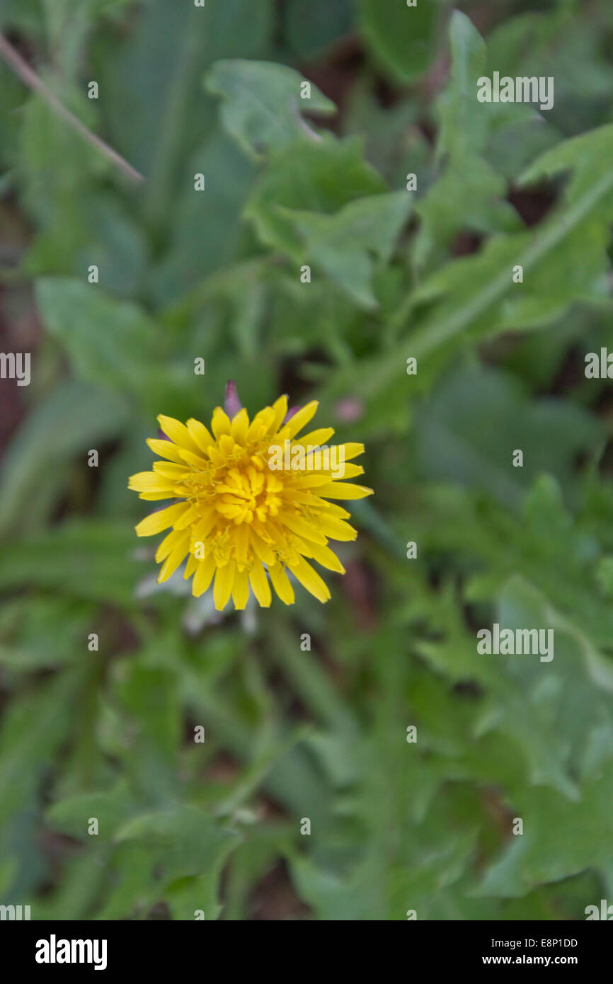 Close up of a bright yellow dandelion flower with edible leaves in
