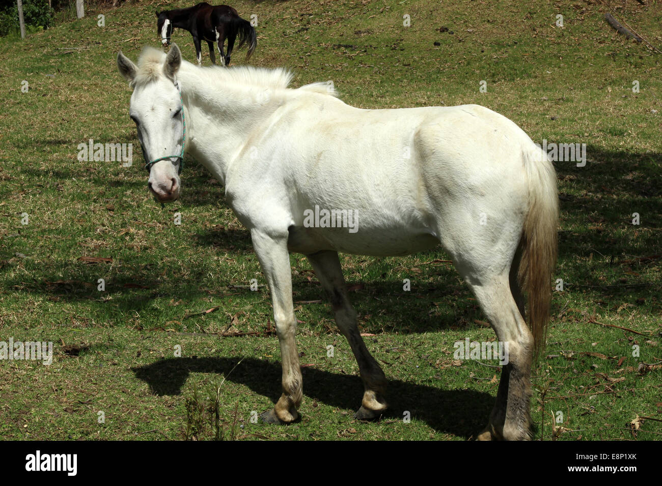 A horse standing in a farmers pasture in Cotacachi, Ecuador Stock Photo