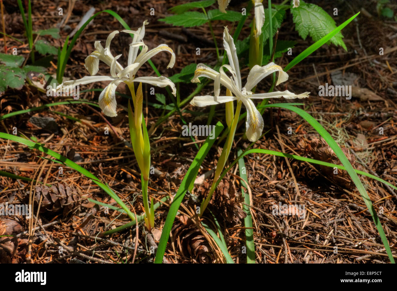 Yellowleaf Iris (Iris chrysophylla) in the southern Oregon Cascades Stock Photo
