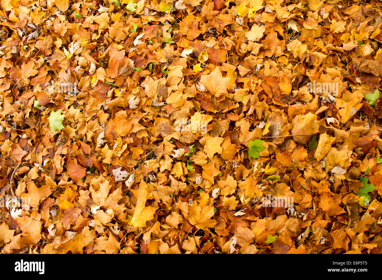 A blanket of colourful autumn leaves cover the ground. Stock Photo