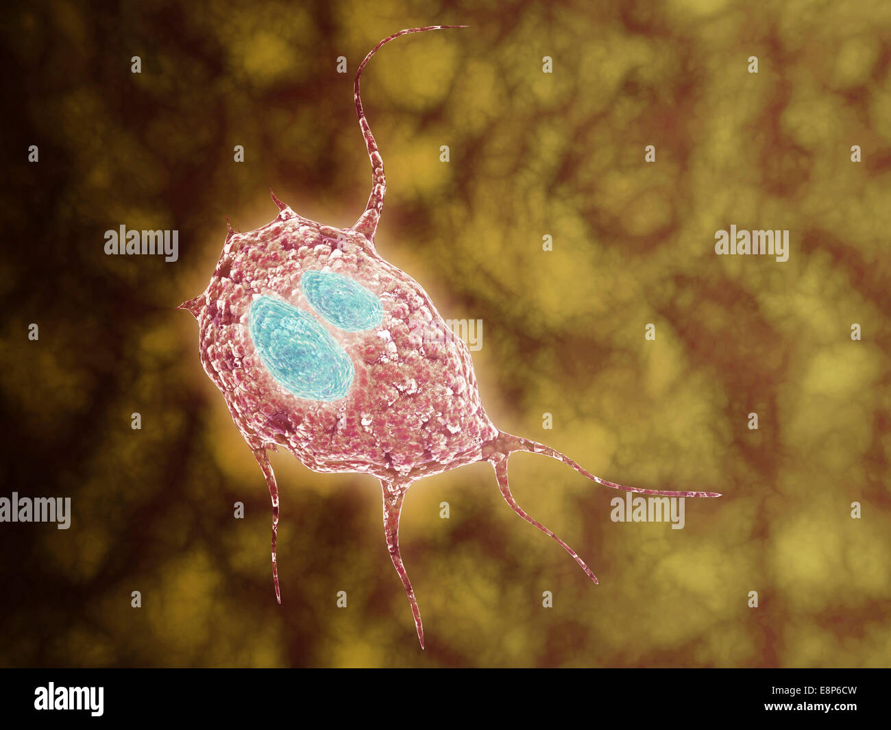 Microscopic view of Giardiasis, an infectious disease caused by a unicellular parasite known as Giardia lamblia. Stock Photo