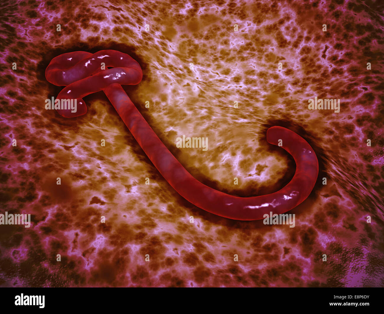 Microscopic view of ebola virus. Stock Photo