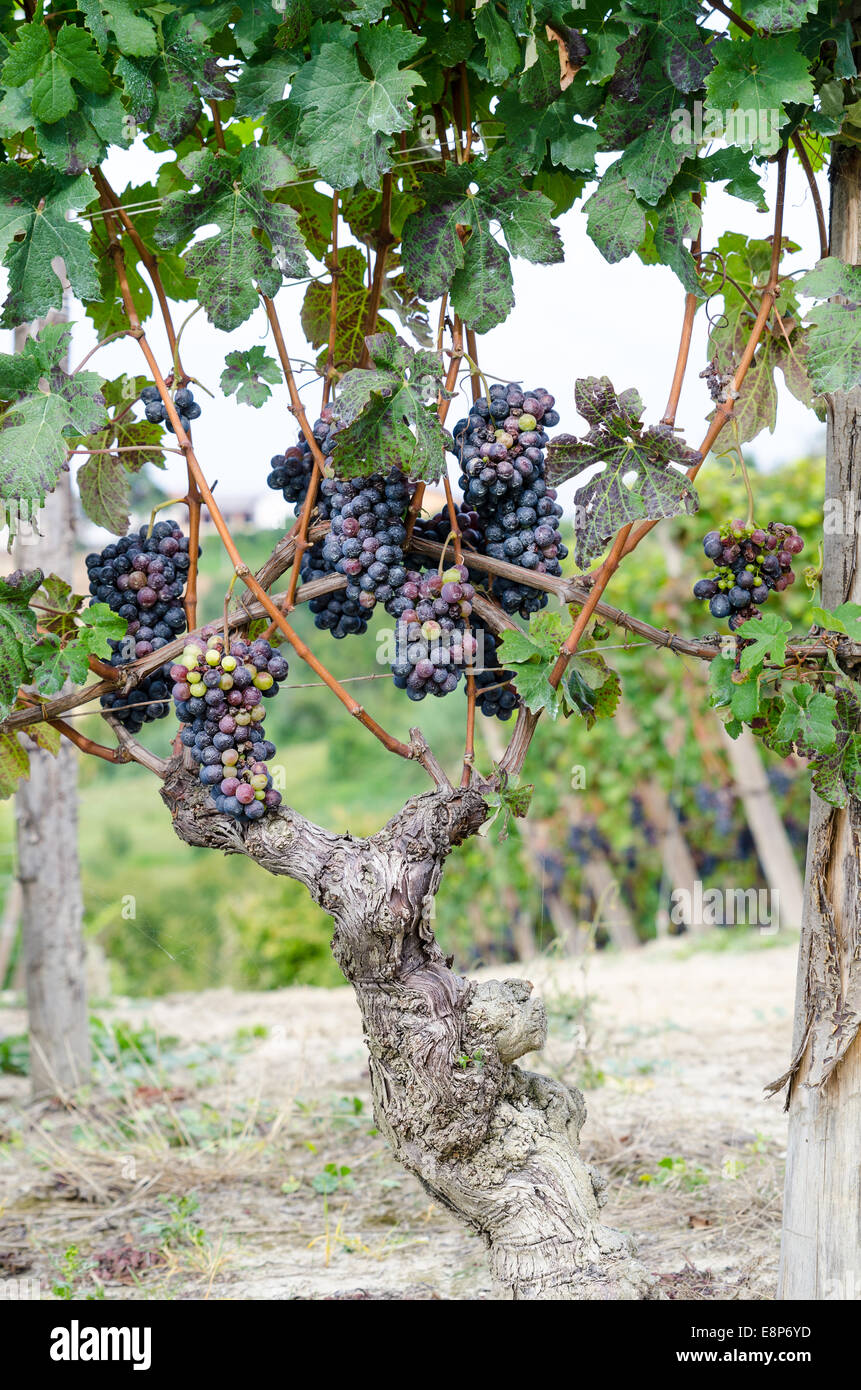 Red grapes and leaves in vineyard landscape Stock Photo - Alamy