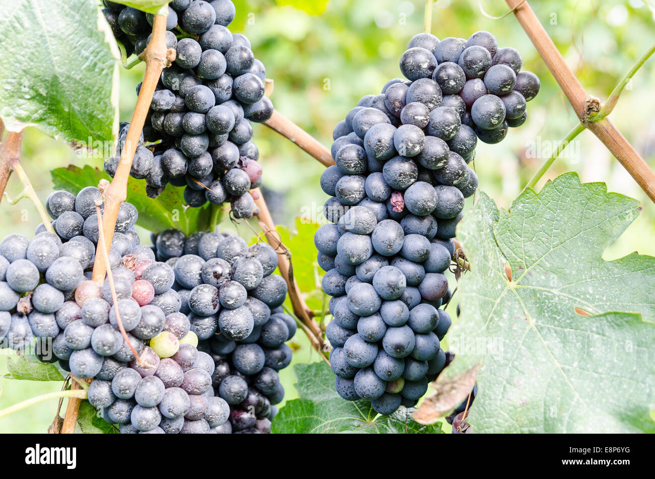 Red grapes and leaves in vineyard landscape Stock Photo - Alamy