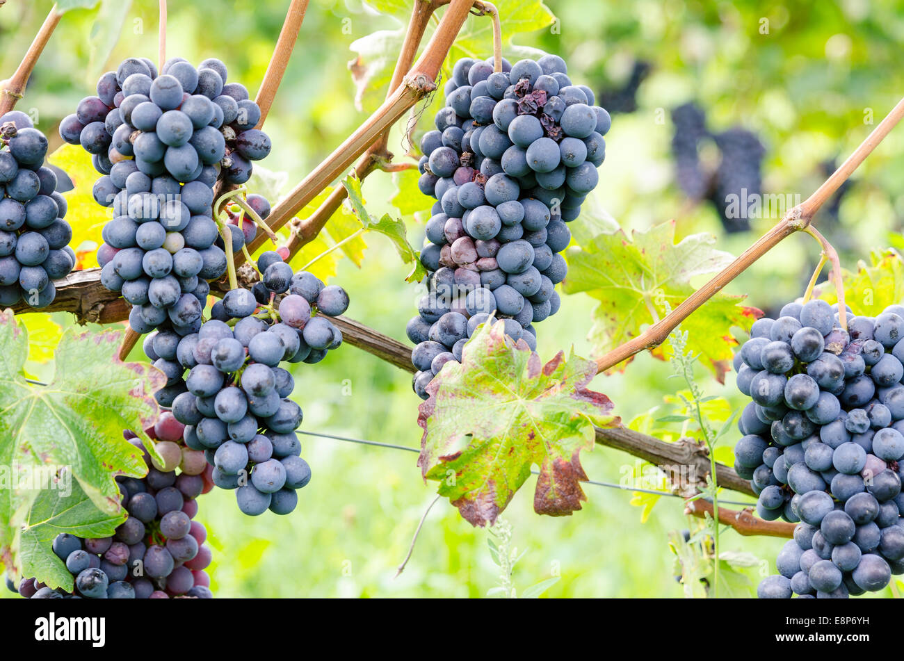 Red grapes and leaves in vineyard landscape Stock Photo - Alamy