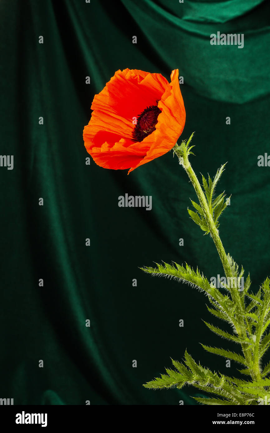 beautiful wild-growing red poppy on dark background Stock Photo - Alamy