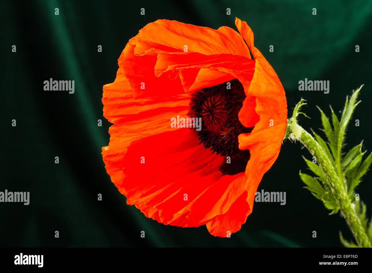 beautiful wild-growing red poppy on dark background Stock Photo - Alamy