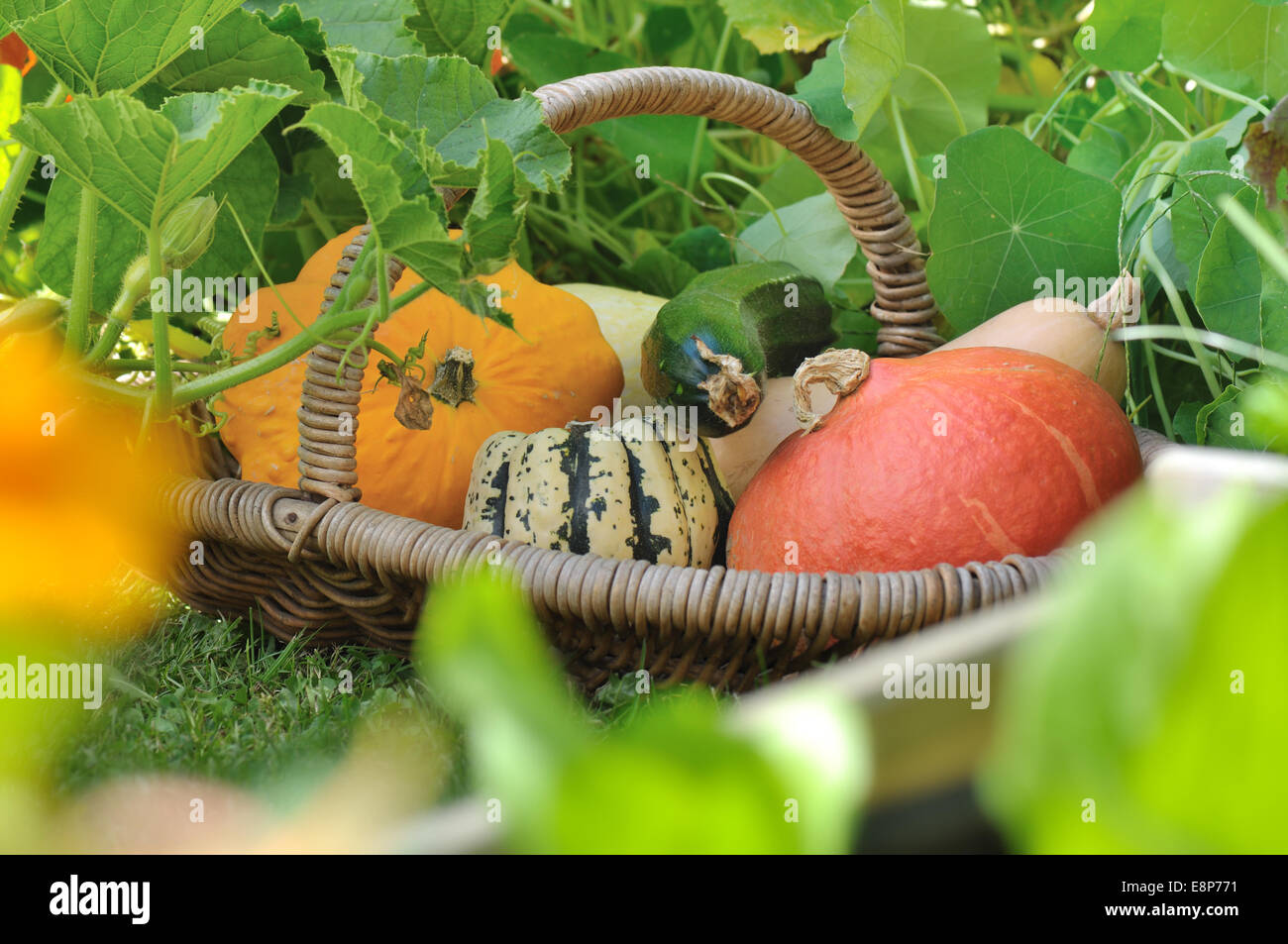 basket of different  squash in the garden among foliage Stock Photo
