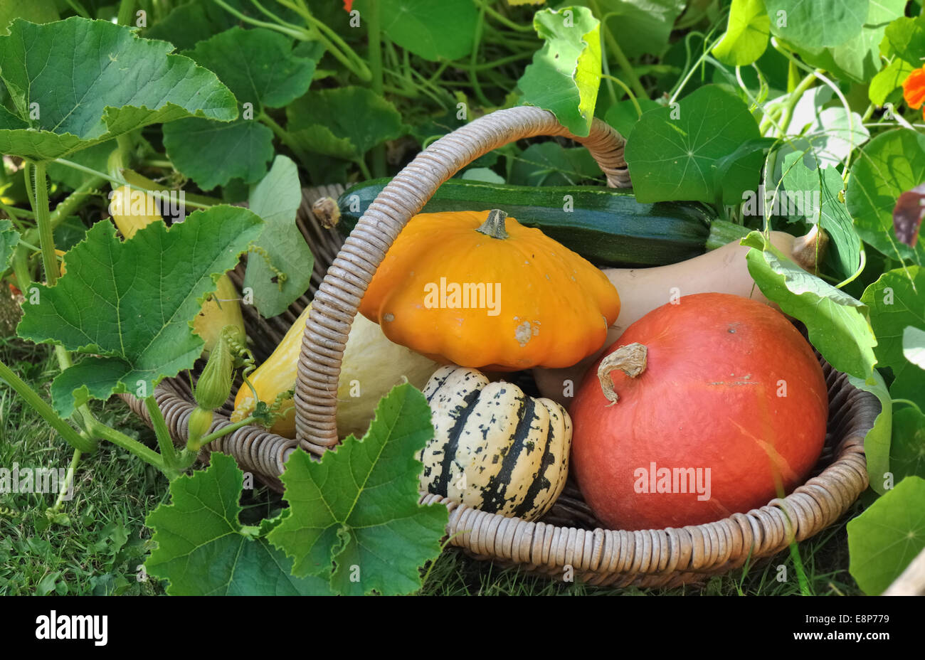 various squashes in a basket in garden Stock Photo