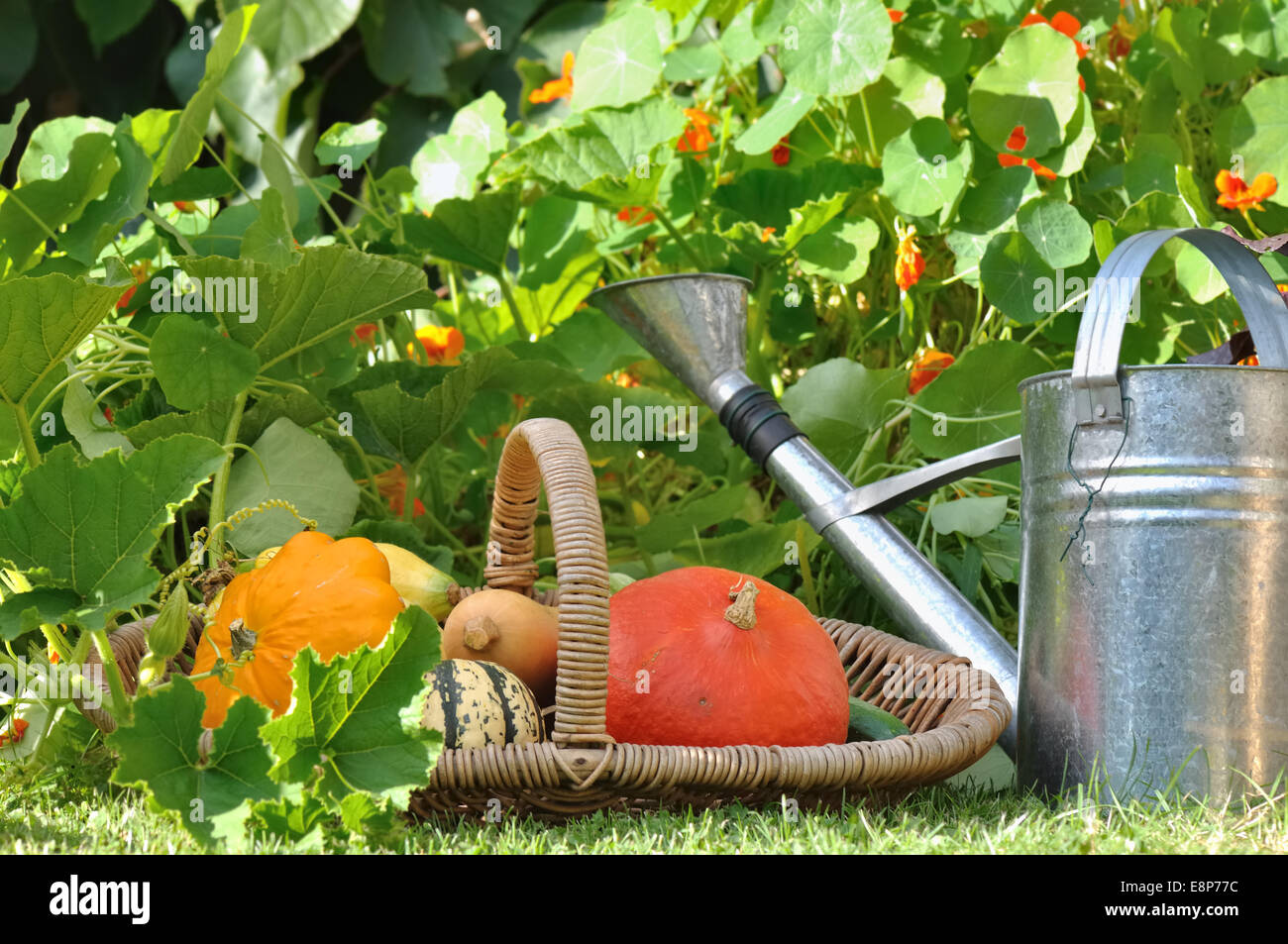 squashes in a basket with watering can in garden Stock Photo