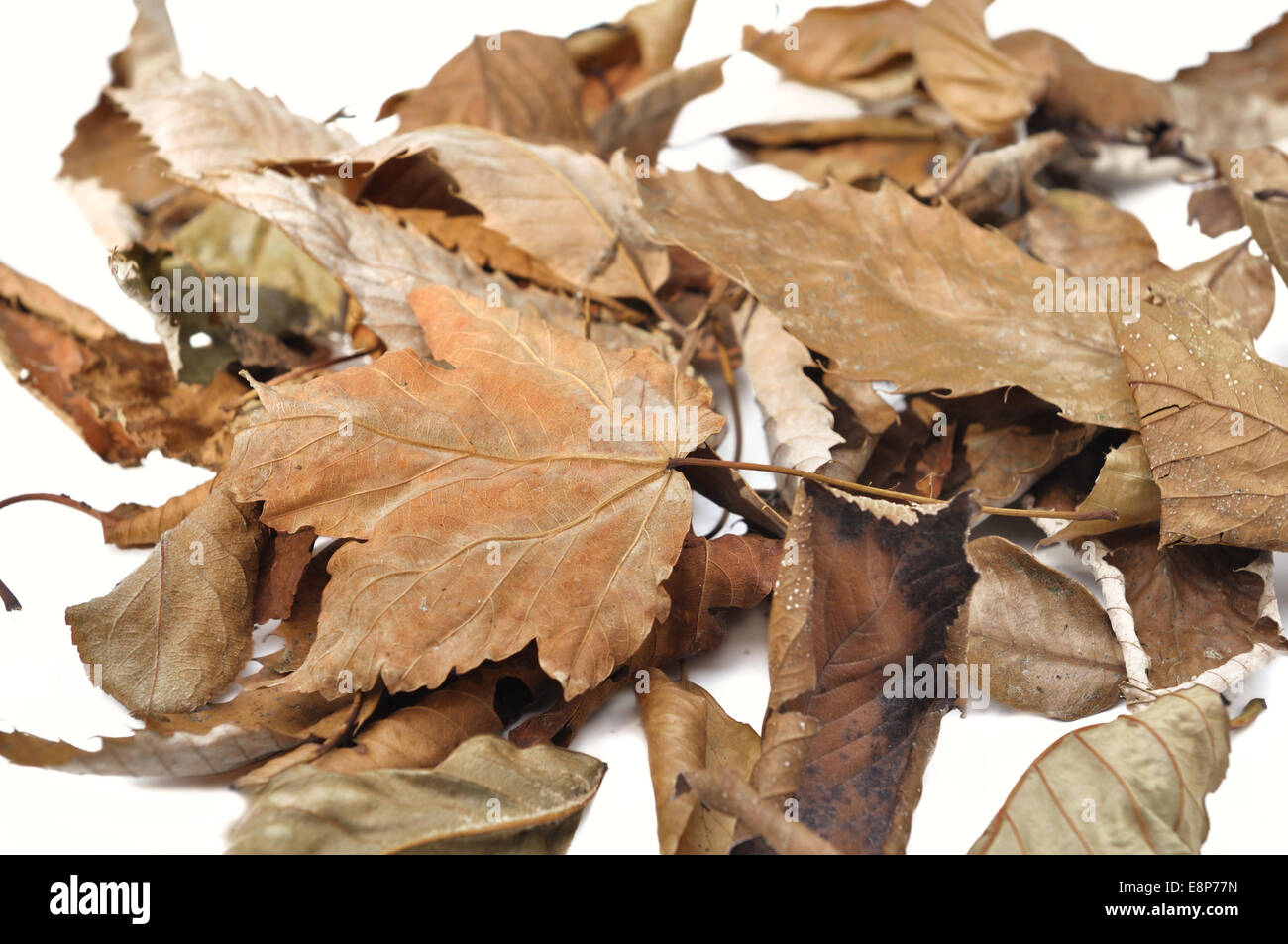 pile of various dead leaves on white background Stock Photo