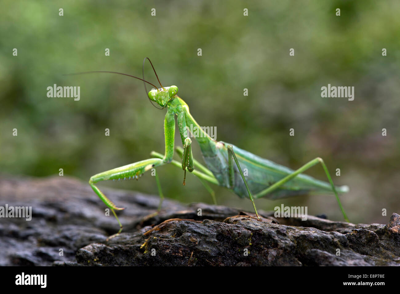 South American green mantis (Oxyopsis gracilois), Mantidae family, Tambopata National Reserve, Madre de Dios, Peru Stock Photo