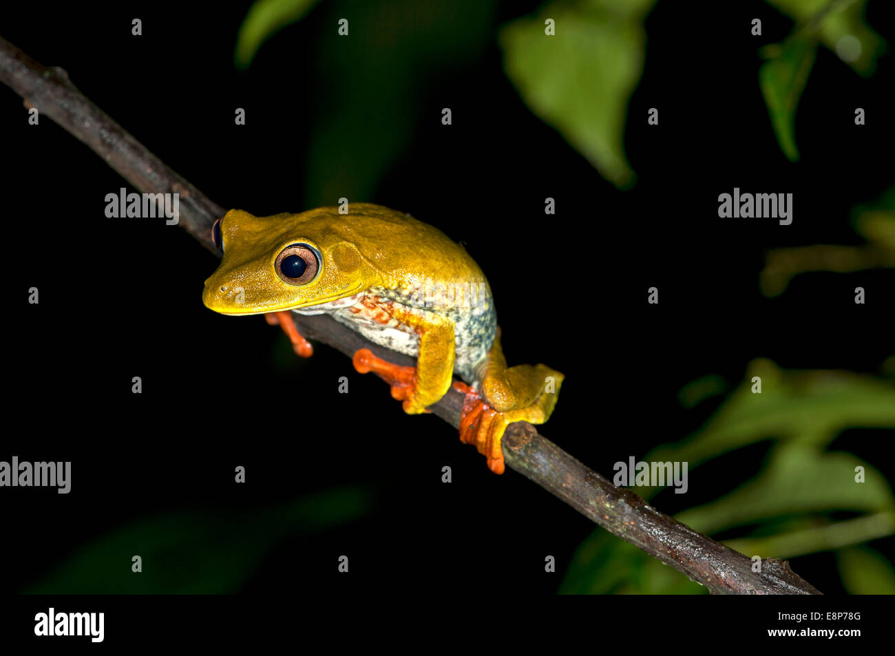 Map tree frog (Hypsiboas geographicus), in habitat, Hylidae family, Tambopata Nature Reserve, Madre de Dios region, Peru Stock Photo