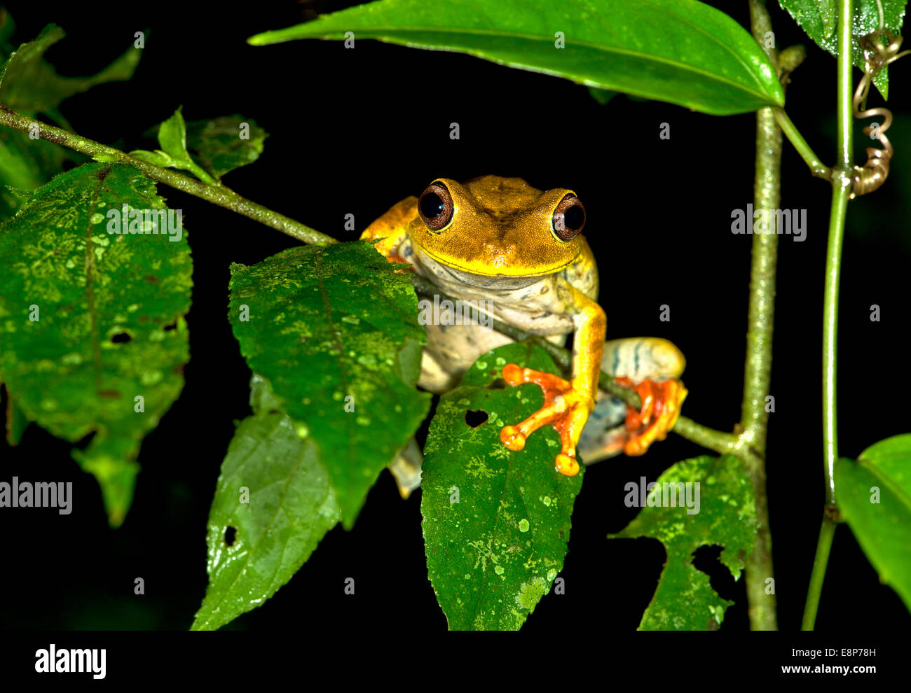 Map tree frog (Hypsiboas geographicus), in habitat, Hylidae family, Tambopata Nature Reserve, Madre de Dios region, Peru Stock Photo