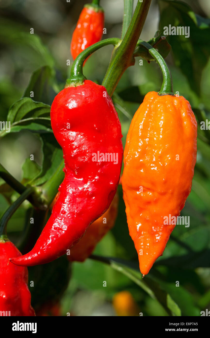 Extremely hot Bhut Jolokia chillies (aka ghost peppers) growing. UK, 2014. Stock Photo