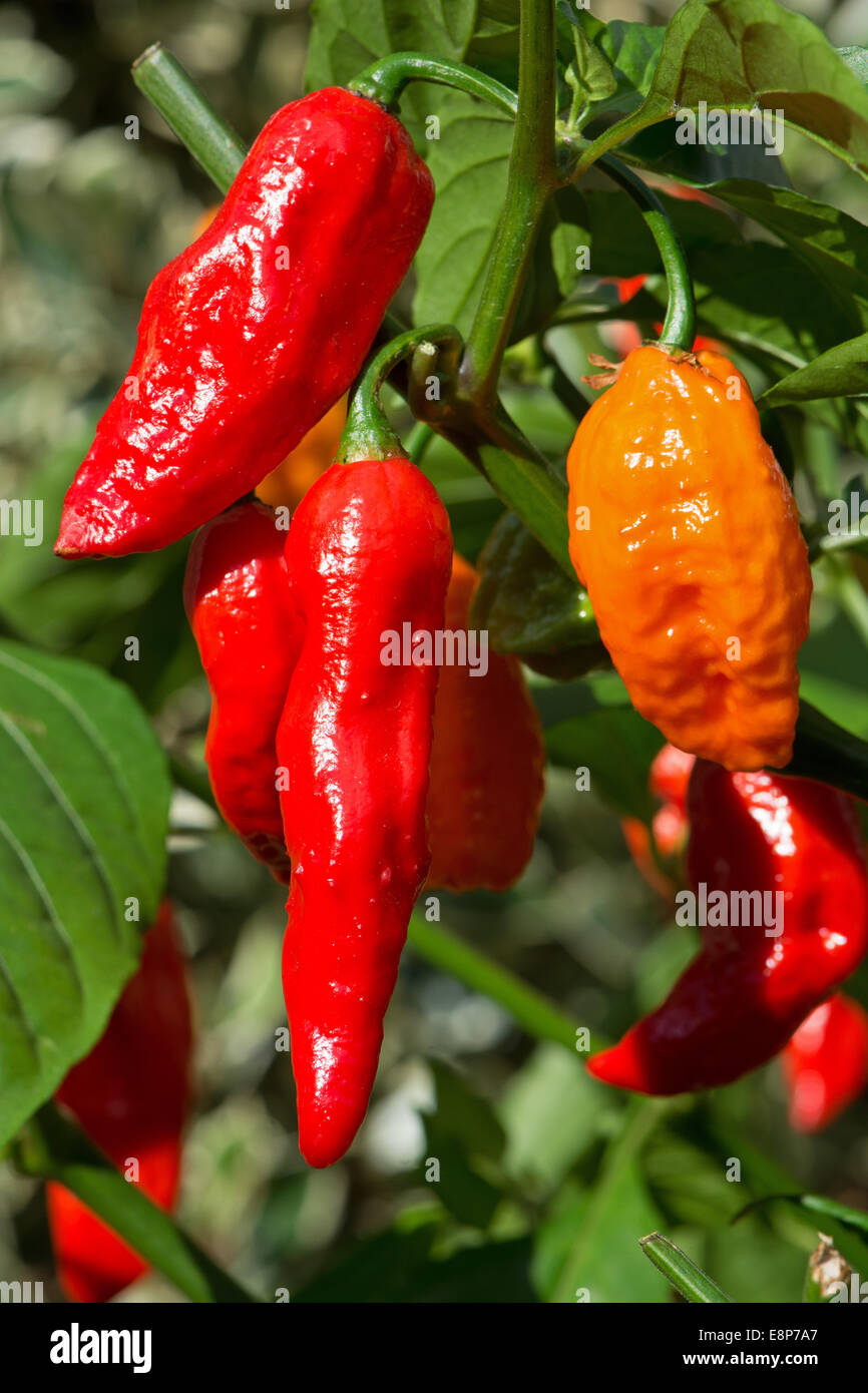 Extremely hot bhut jolokia chillies (aka ghost peppers) growing. UK, 2014. Stock Photo
