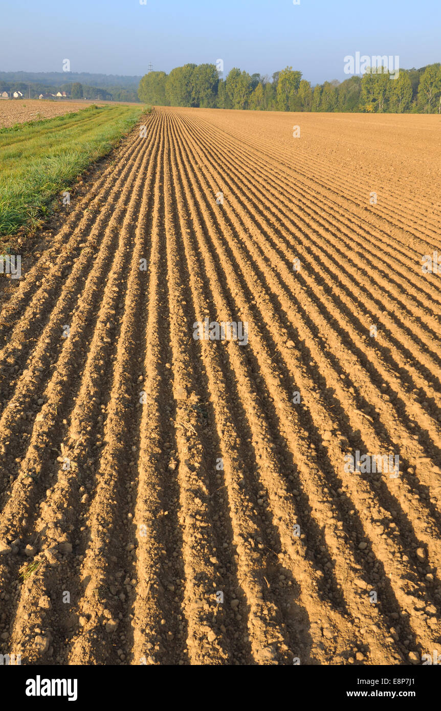 freshly plowed of land field forming furrows Stock Photo