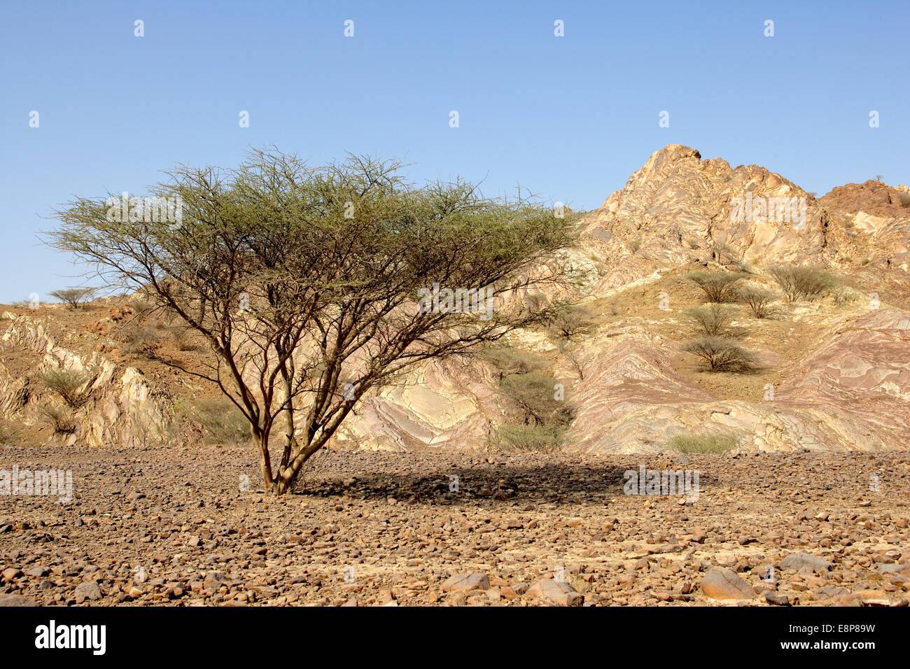 An umbrella thorn acacia growing on a gravel plain in the A'Tuwawah area of the Sultanate of Oman. Stock Photo