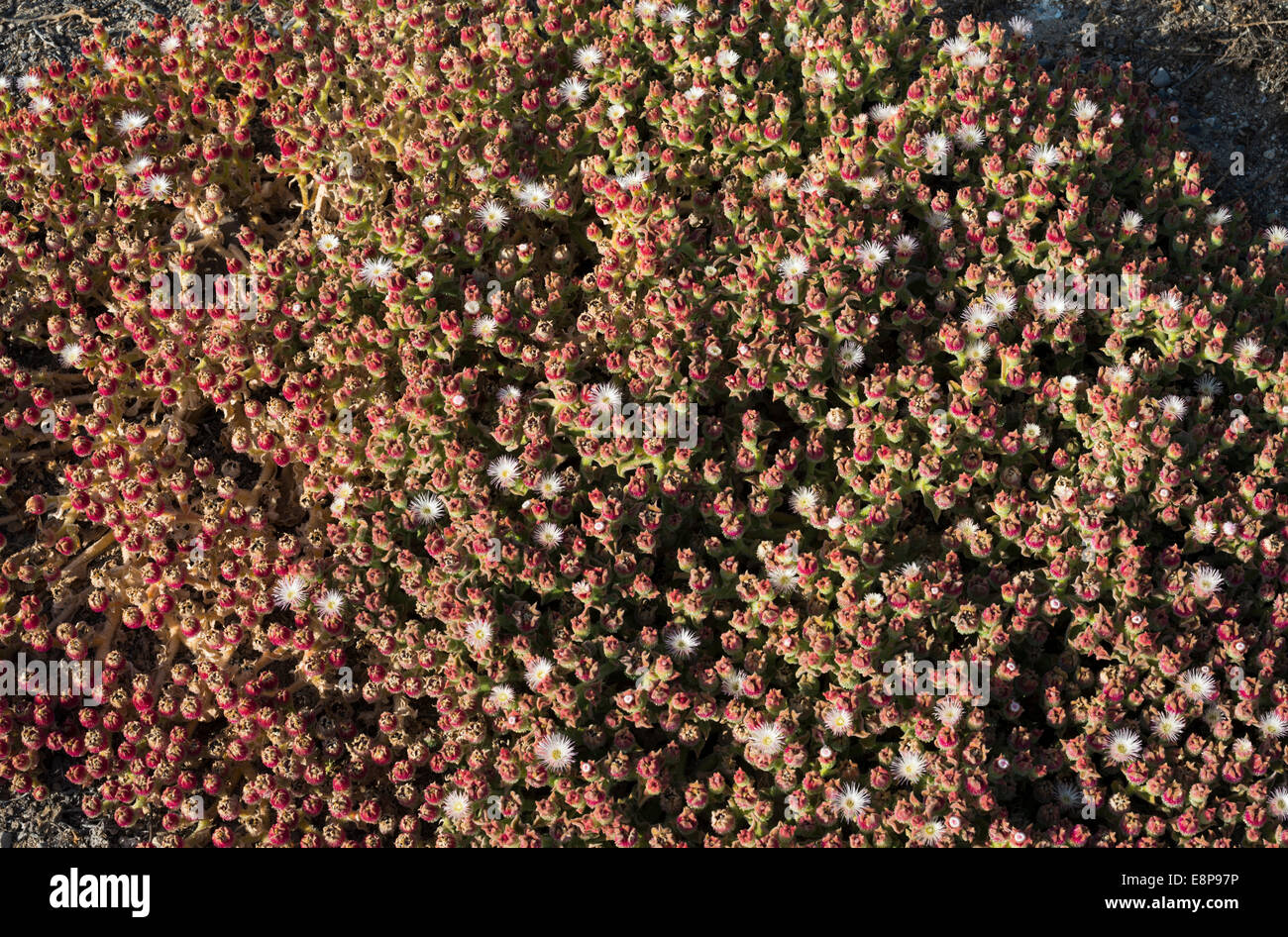 Wild Embry Halophile plant hi-res stock photography and images - Alamy