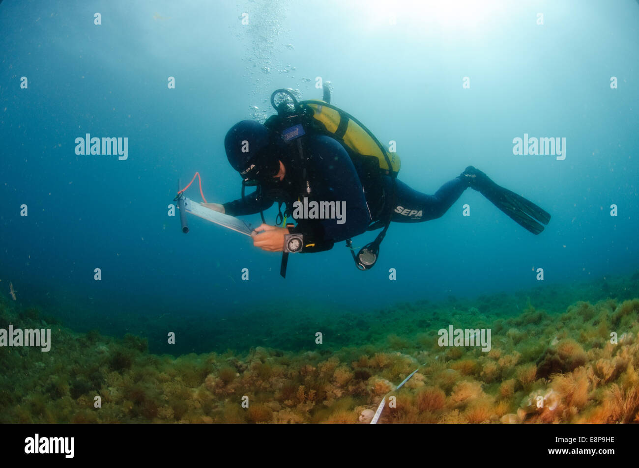 professional Scuba divers perform an underwater survey of the Mediterranean seabed Stock Photo