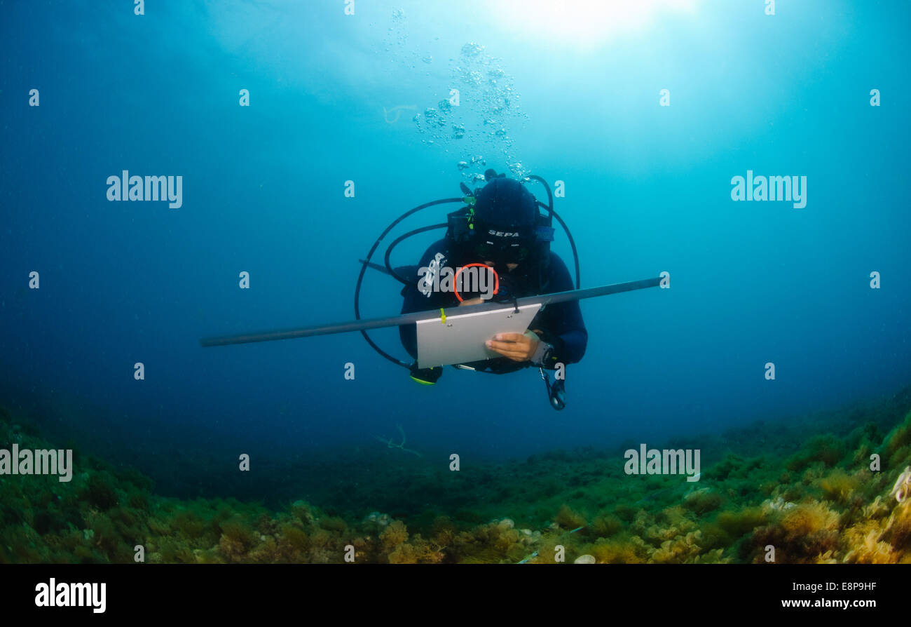 professional Scuba divers perform an underwater survey of the Mediterranean seabed Stock Photo