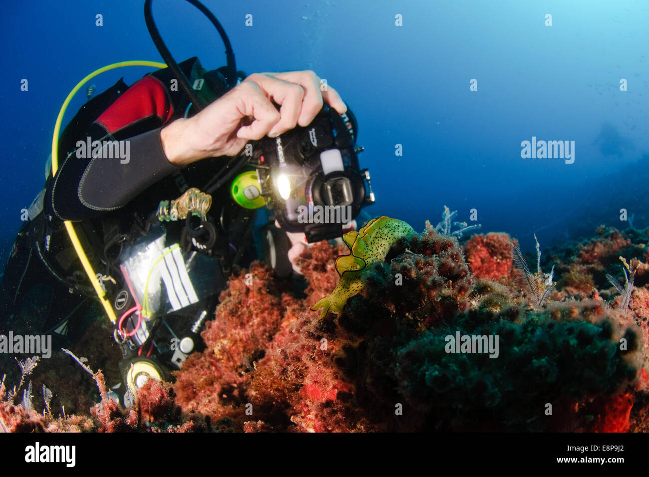 professional Scuba divers perform an underwater survey of the Mediterranean seabed Stock Photo