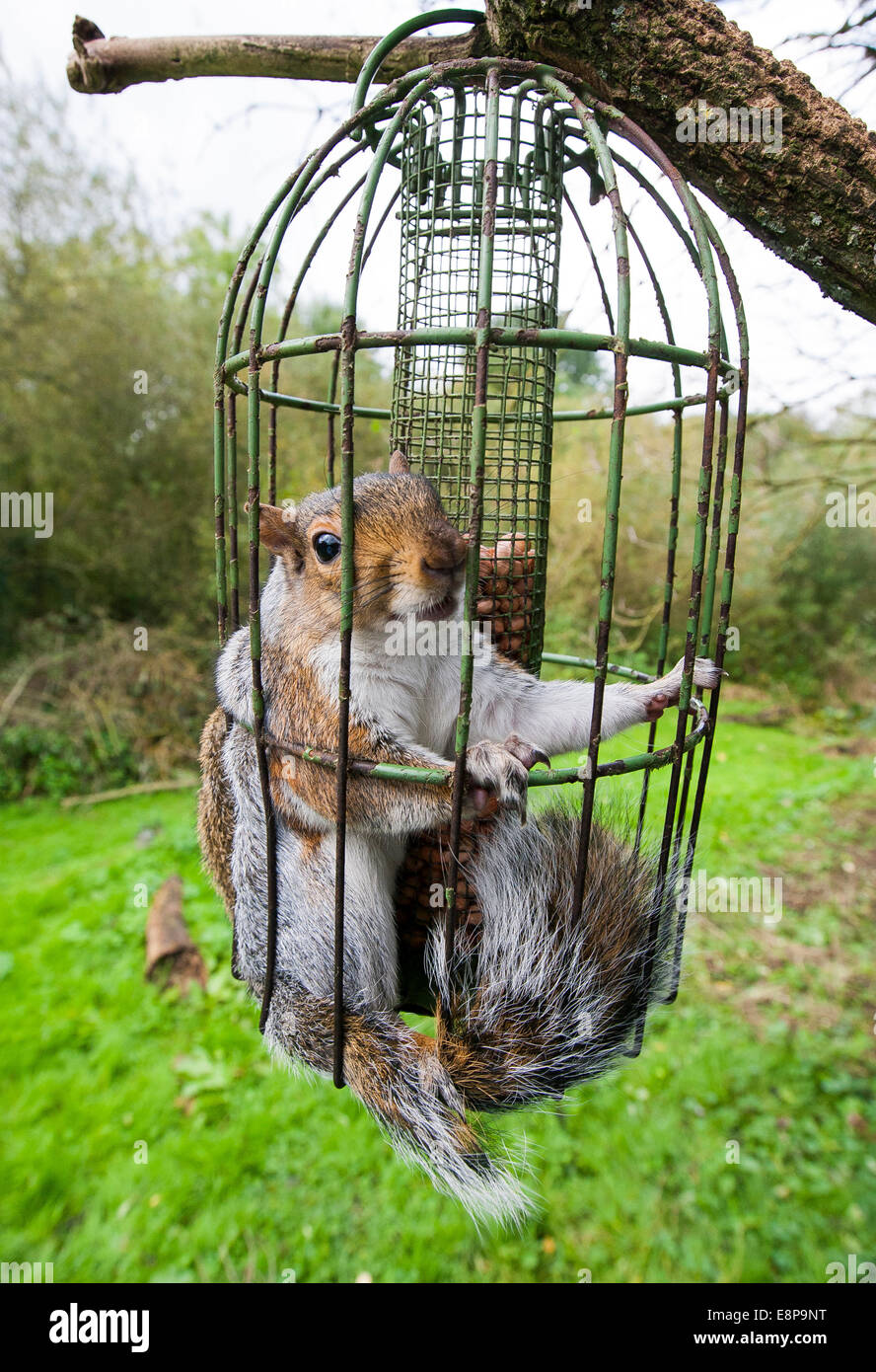 Picture Of Squirrel With Nuts Caught In Bird Feeder mandyscharms