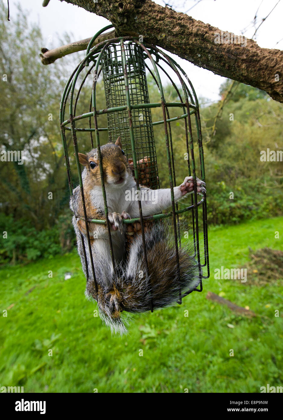 Proof Bird Feeder Stock Photos Proof Bird Feeder Stock Images