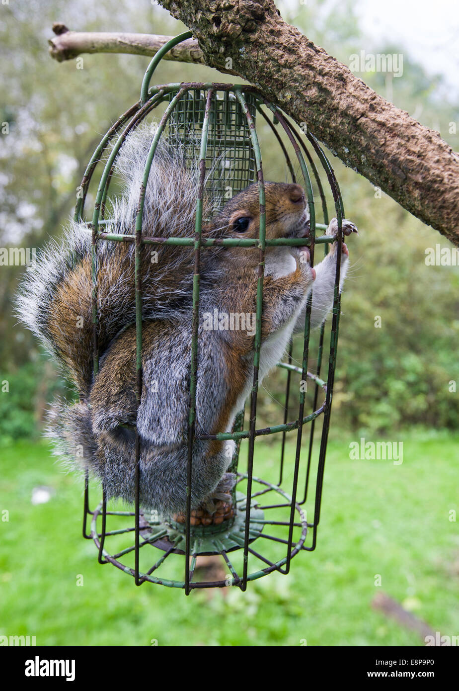 pix Squirrel Balls Stuck In Bird Feeder https www alamy com stock photo grey squirrel sciurius carolinensis stuck inside a squirrel proof 74249336 html
